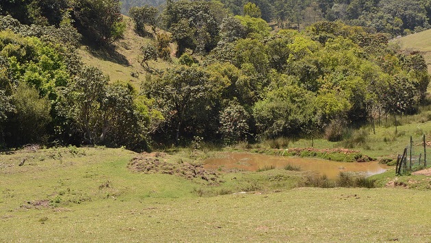 A shola patch with water flowing out of it. In the background eucalyptus plantations can be seen.